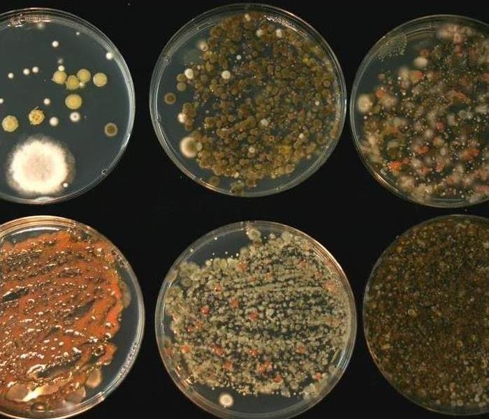 mold in petri dishes