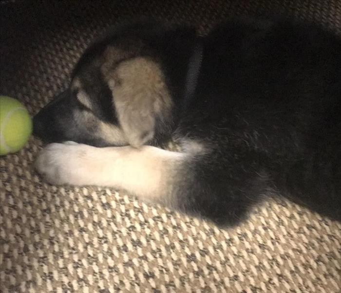 Photo of a German Shepard puppy laying next to a tennis ball.